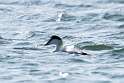 46: Duck - Common Eider M1 male