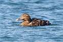 47: Duck - Common Eider M2 female