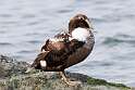 48: Duck - Common Eider M4