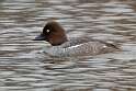 49: Duck - Common Goldeneye M5