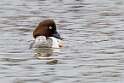 50: Duck - Common Goldeneye M7