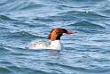 51: Duck - Common Merganser M1 female