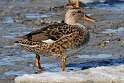 52: Duck - Gadwall M1 female