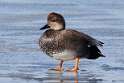 53: Duck - Gadwall M4 Male