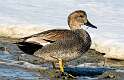 54: Duck - Gadwall-1
