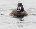 57: Duck - Greater Scaup-1