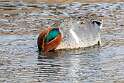 58: Duck - Green-winged Teal M2