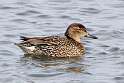 59: Duck - Green-winged Teal M3 female