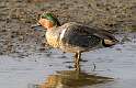 60: Duck - Green-winged Teal-1