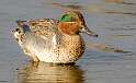 61: Duck - Green-winged Teal-2
