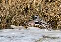 62: Duck - Green-winged Teal-5