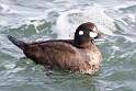 64: Duck - Harlequin M4 female