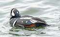 65: Duck - Harlequin-2