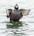 66: Duck - Harlequin-3