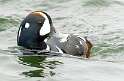 67: Duck - Harlequin-6