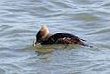 68: Duck - Hooded Merganser M2 female