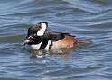 69: Duck - Hooded Merganser M4 male