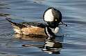 70: Duck - Hooded Merganser-2