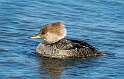 71: Duck - Hooded Merganser-3