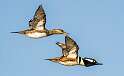 72: Duck - Hooded Merganser-4
