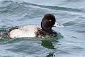 73: Duck - Lesser Scaup M1