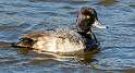 75: Duck - Lesser Scaup-1