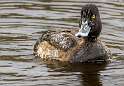 76: Duck - Lesser Scaup-2