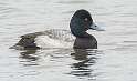 77: Duck - Lesser Scaup-3