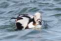 78: Duck - Long-tailed M1 male