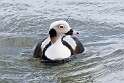81: Duck - Long-tailed M20