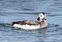 79: Duck - Long-tailed M4 juvenile