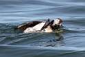 80: Duck - Long-tailed M9 female