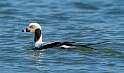 82: Duck - Long-tailed-1