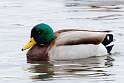 83: Duck - M1 Mallard male