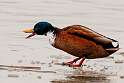 84: Duck - Mallard M4 hybrid