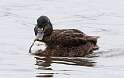 85: Duck - Mallard M5 hybrid