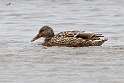 86: Duck - Mallard M6 female