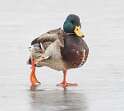 87: Duck - Mallard-1
