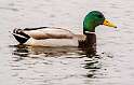 88: Duck - Mallard-2
