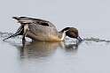 89: Duck - Northern Pintail M1 male