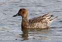 90: Duck - Northern Pintail M6 female
