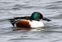 92: Duck - Northern Shoveler M1