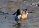 93: Duck - Northern Shoveler M2