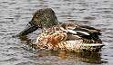 94: Duck - Northern Shoveler-1