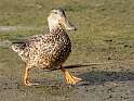 95: Duck - Northern Shoveler-3