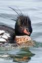 98: Duck - Red-breasted Merganser M10 male