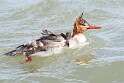 99: Duck - Red-breasted Merganser M15