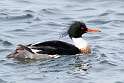 96: Duck - Red-breasted Merganser M3
