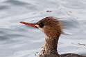 97: Duck - Red-breasted Merganser M6