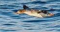 100: Duck - Red-breasted Merganser-1